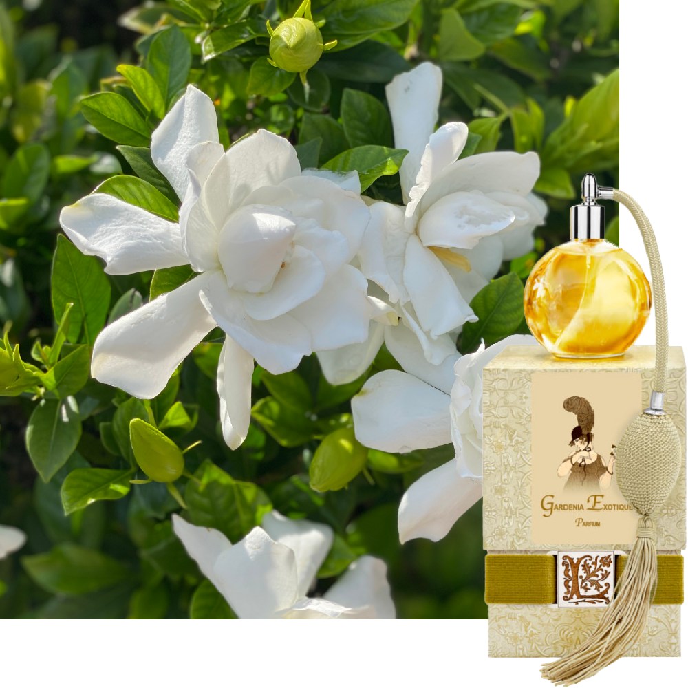 Gardenia Exotique